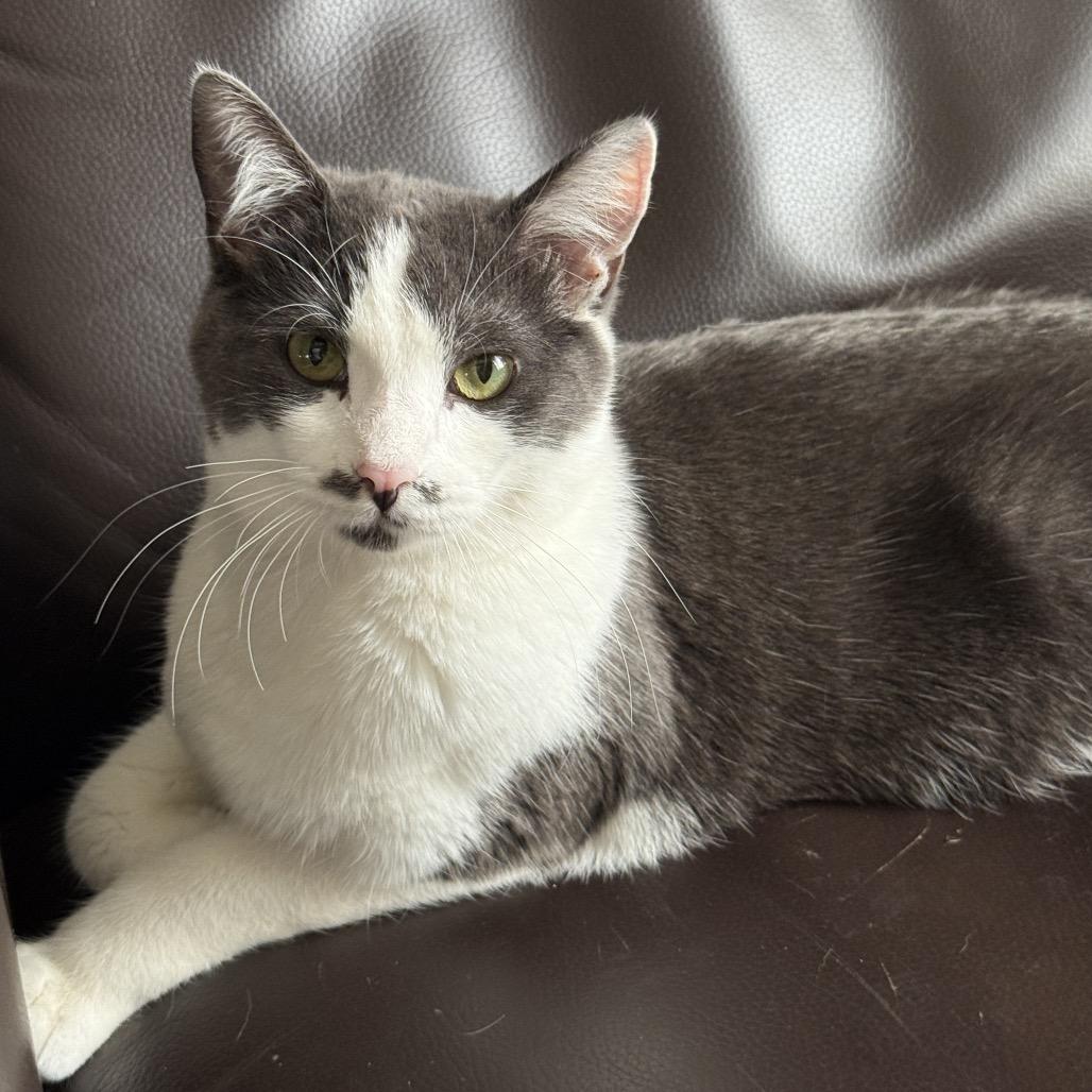 Cam, Adoptable, Young Male Domestic Short Hair.