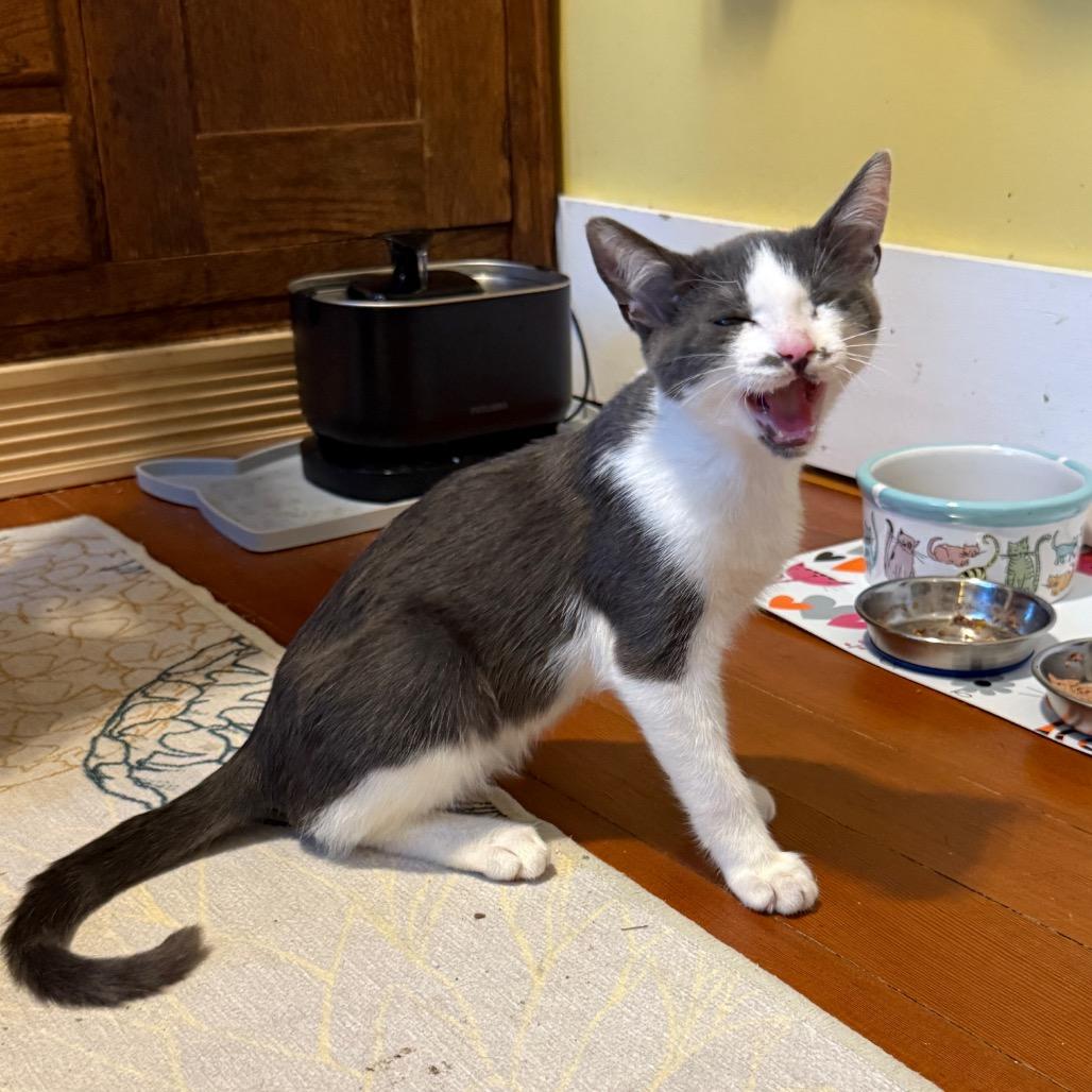 Cam, Adoptable, Young Male Domestic Short Hair.