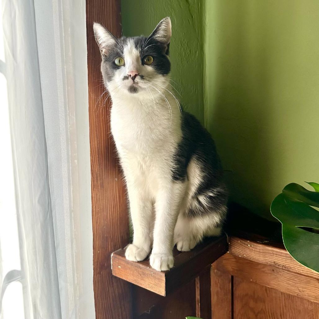 Enlarge Cam, a Adoptable Domestic Short Hair in Long Beach, CA image 2/6