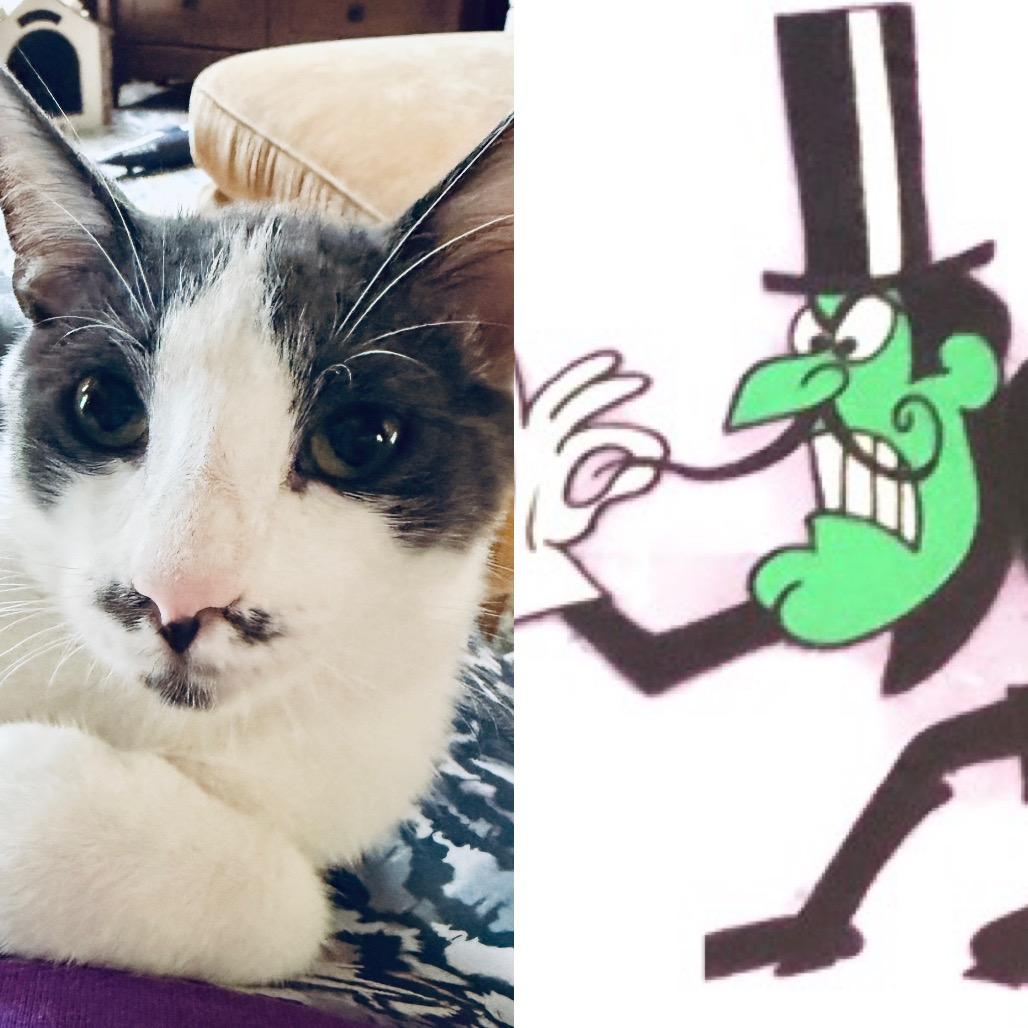 Enlarge Cam, a Adoptable Domestic Short Hair in Long Beach, CA image 2/6