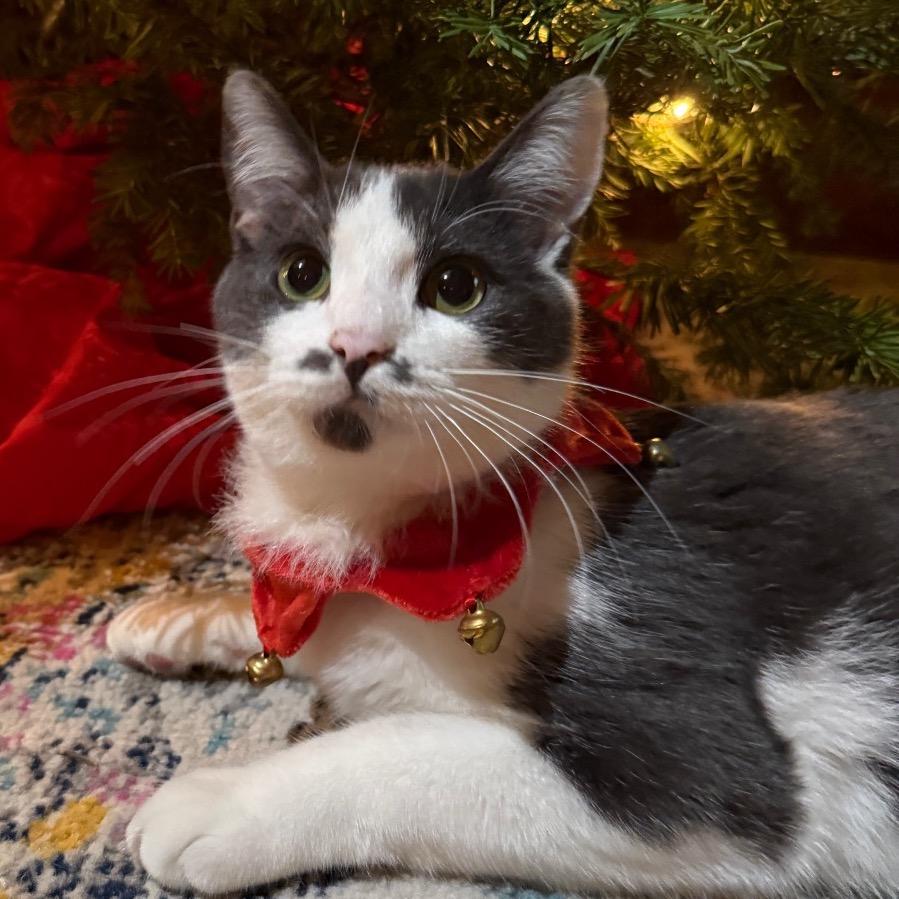 Enlarge Cam, a Adoptable Domestic Short Hair in Long Beach, CA image 3/6