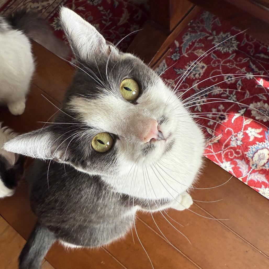 Enlarge Cam, a Adoptable Domestic Short Hair in Long Beach, CA image 4/6