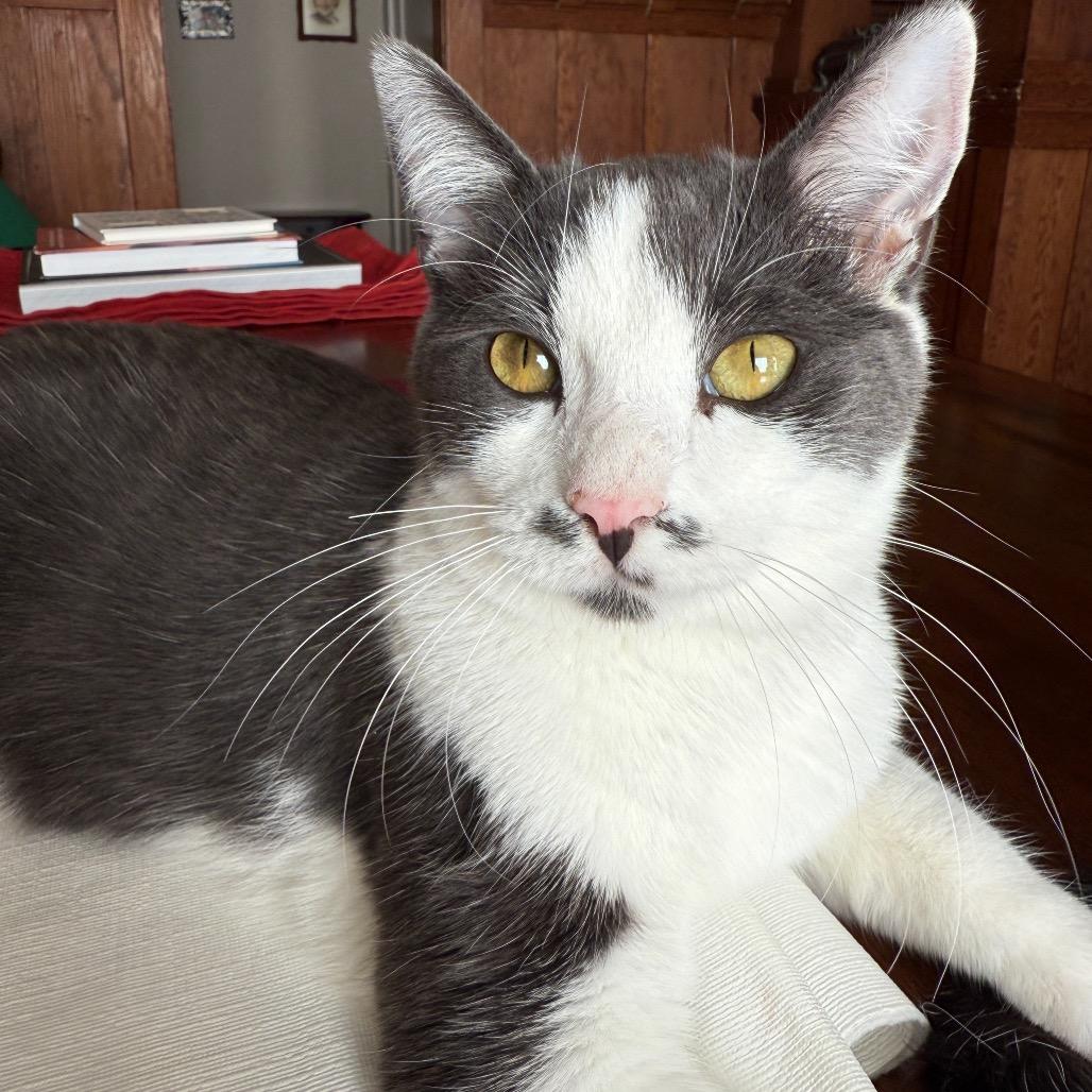 Enlarge Cam, a Adoptable Domestic Short Hair in Long Beach, CA image 4/6