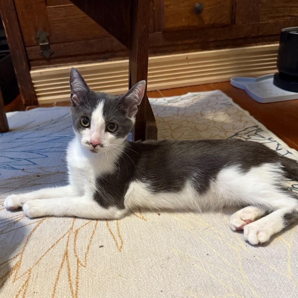 Enlarge Cam, a Adoptable Domestic Short Hair in Long Beach, CA image 5/6