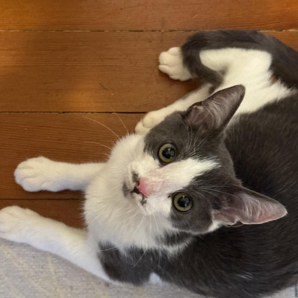 Enlarge Cam, a Adoptable Domestic Short Hair in Long Beach, CA image 6/6