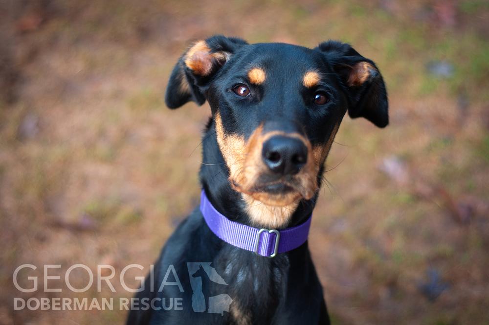 Twix, Adoptable, Young Female Doberman Pinscher.