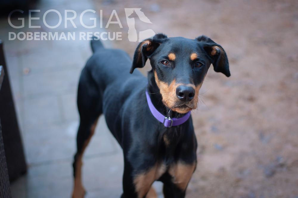 Twix, a Adoptable Doberman Pinscher in Douglasville, GA image 2/5