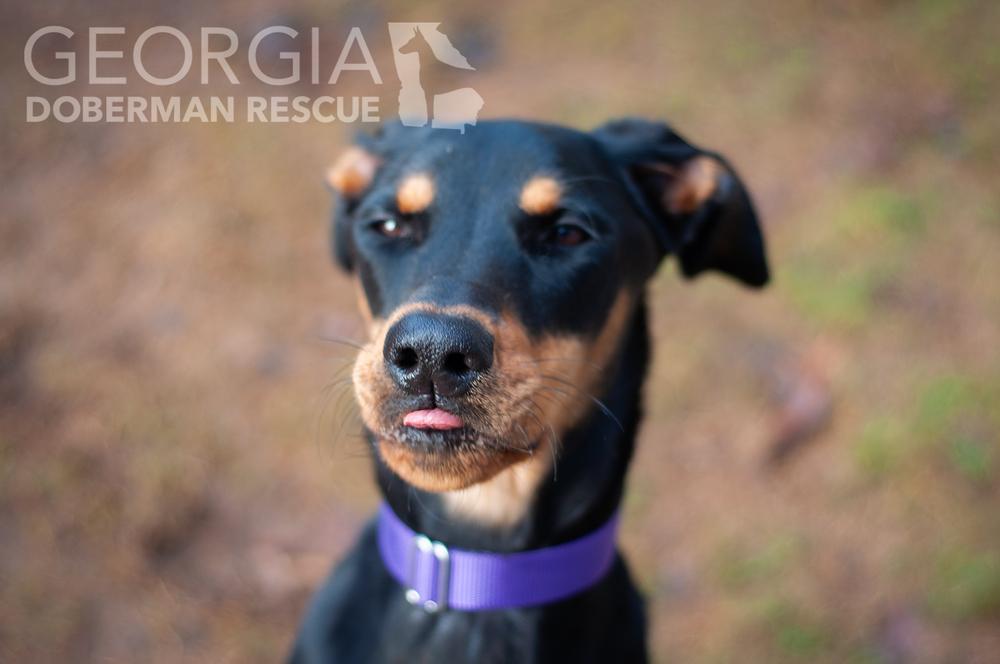 Twix, a Adoptable Doberman Pinscher in Douglasville, GA image 3/5