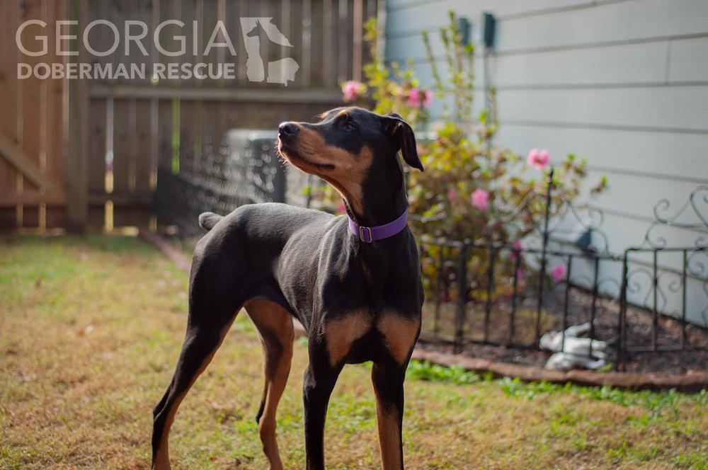 Twix, a Adoptable Doberman Pinscher in Douglasville, GA image 4/5
