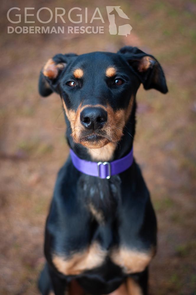 Twix, a Adoptable Doberman Pinscher in Douglasville, GA image 5/5