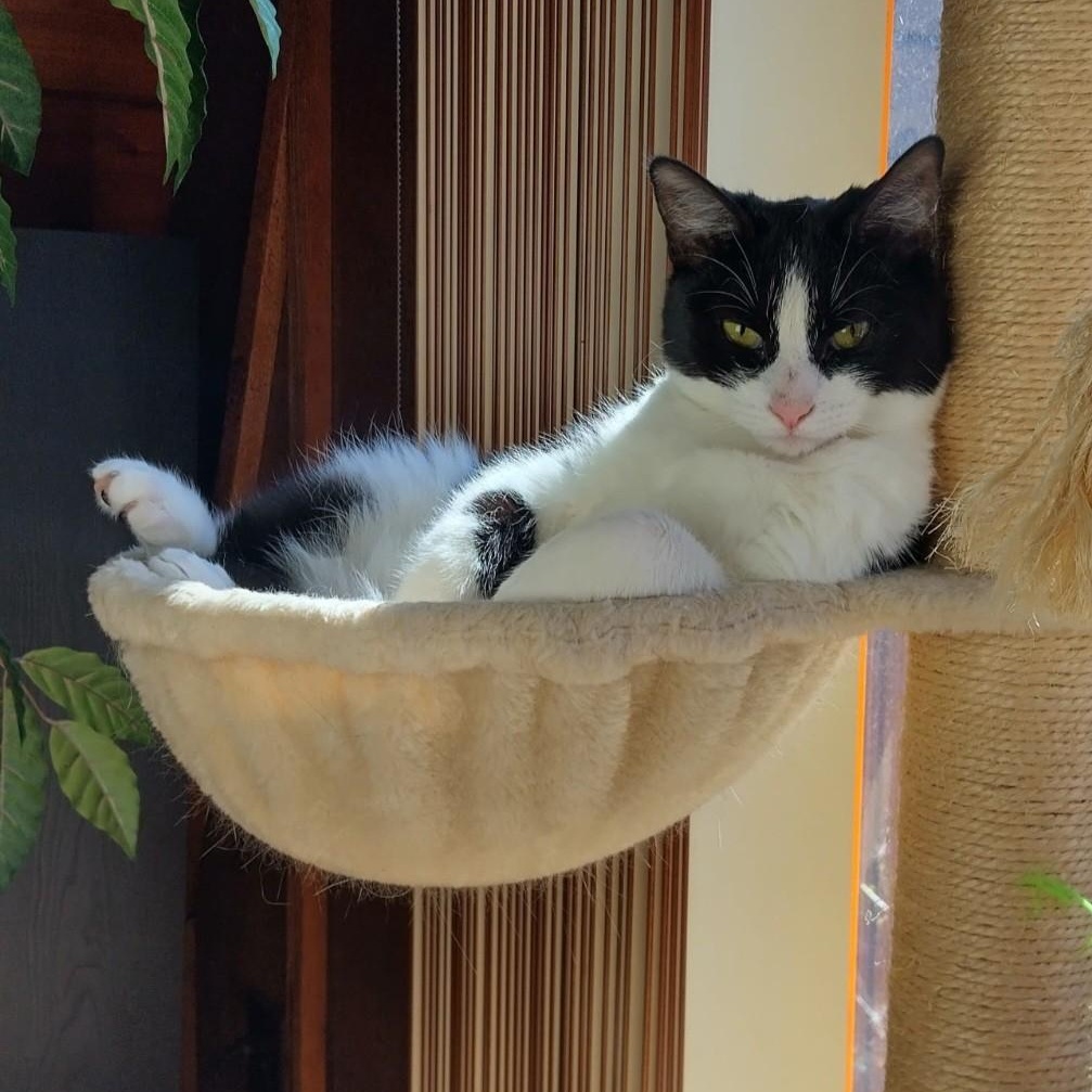 Enlarge Gherkin, a Adoptable mixed breed in Woodbury, NJ image 2/6