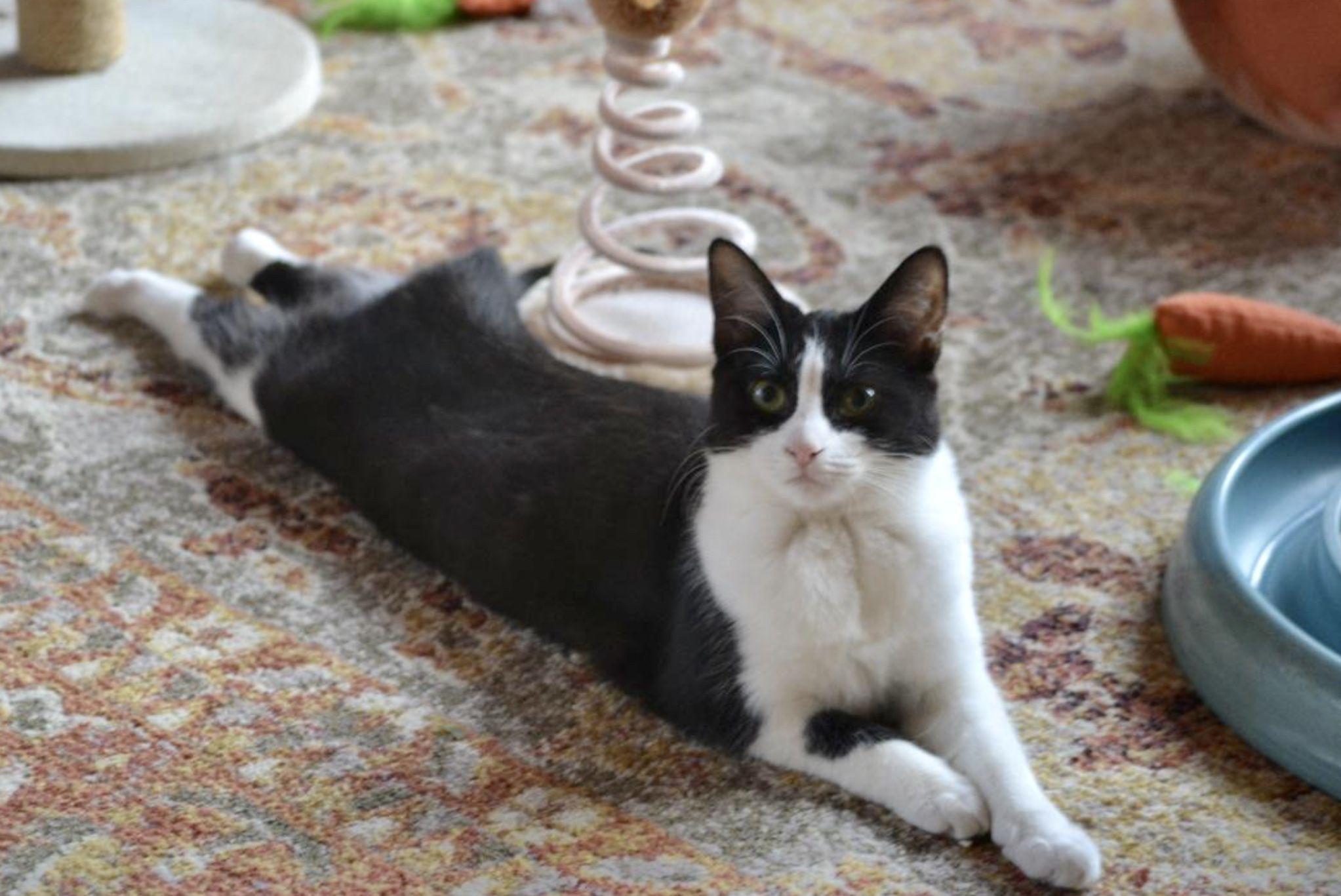 Enlarge Gherkin, a Adoptable mixed breed in Woodbury, NJ image 4/6