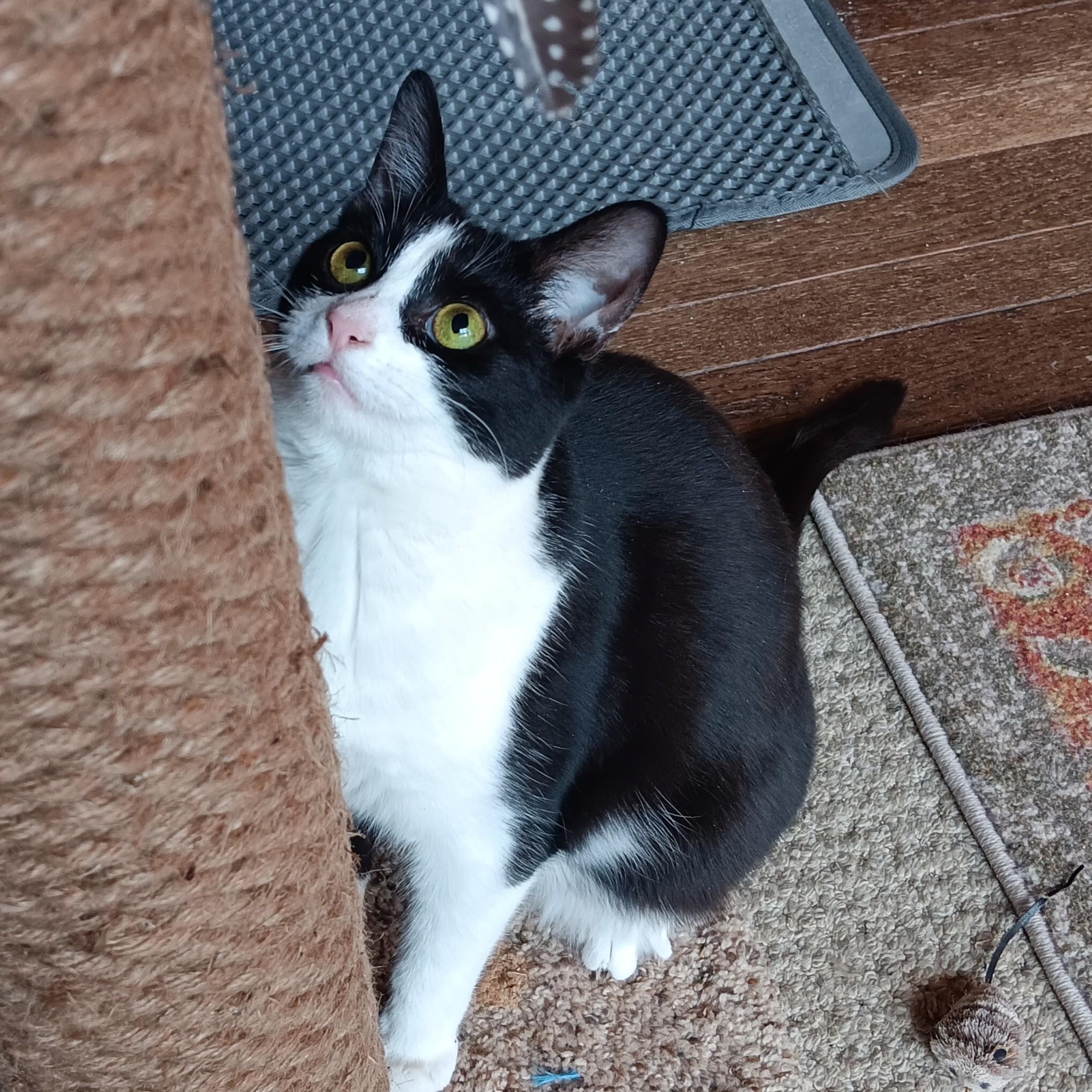 Enlarge Gherkin, a Adoptable mixed breed in Woodbury, NJ image 5/6