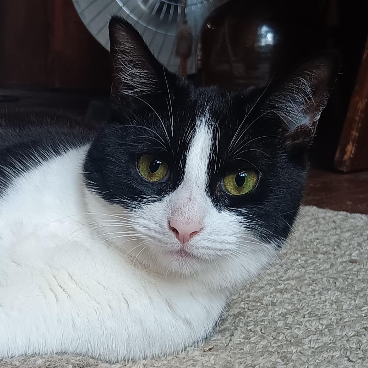 Gherkin, Adoptable, Young Female Domestic Short Hair.