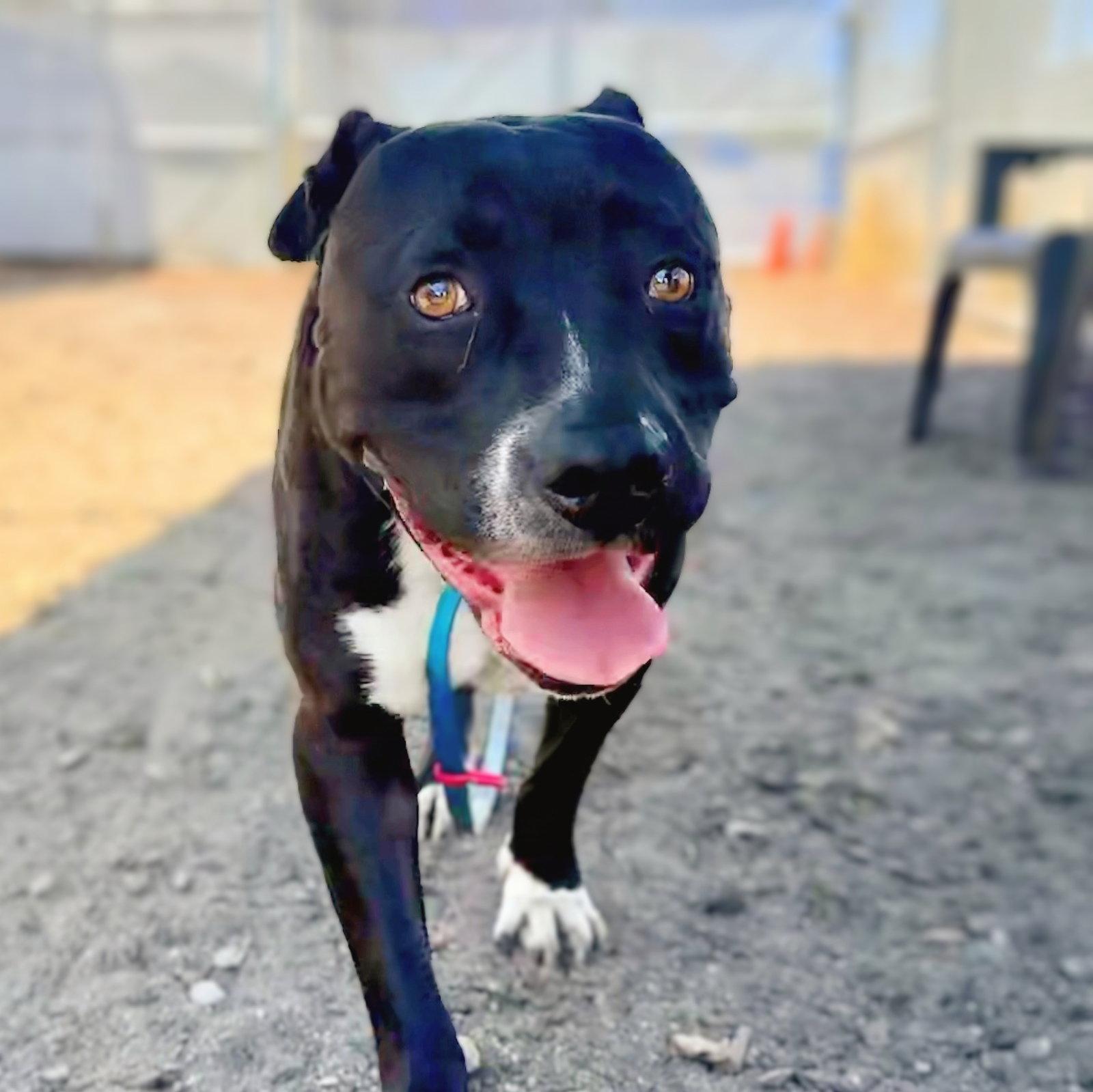 Blanket, Adoptable, Young Male Pit Bull Terrier.