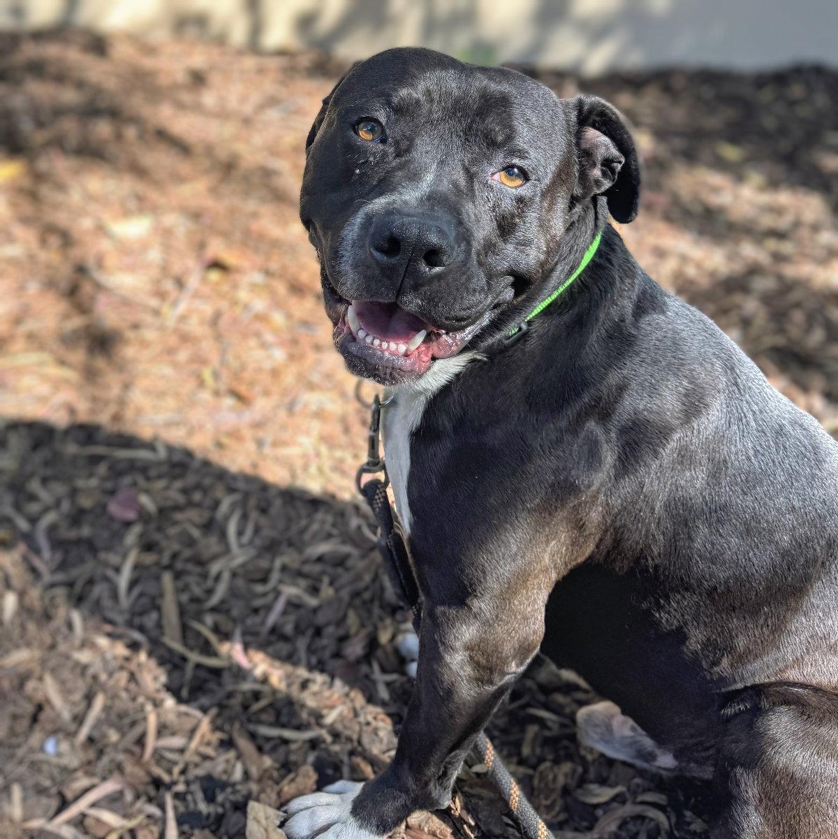 Enlarge Blanket, a Adoptable Pit Bull Terrier in Oakland, CA image 1/3