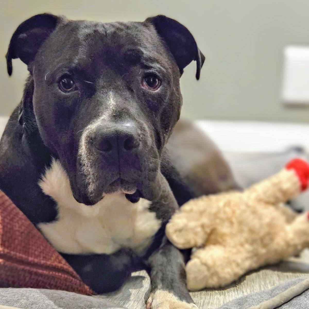 Enlarge Blanket, a Adoptable Pit Bull Terrier in Oakland, CA image 3/3