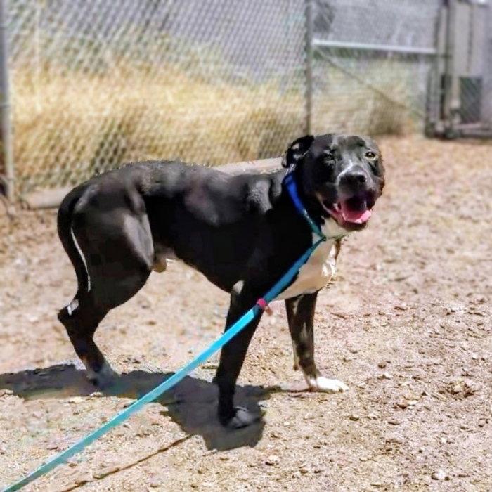 Enlarge Blanket, a Adoptable Pit Bull Terrier in Oakland, CA image 3/3