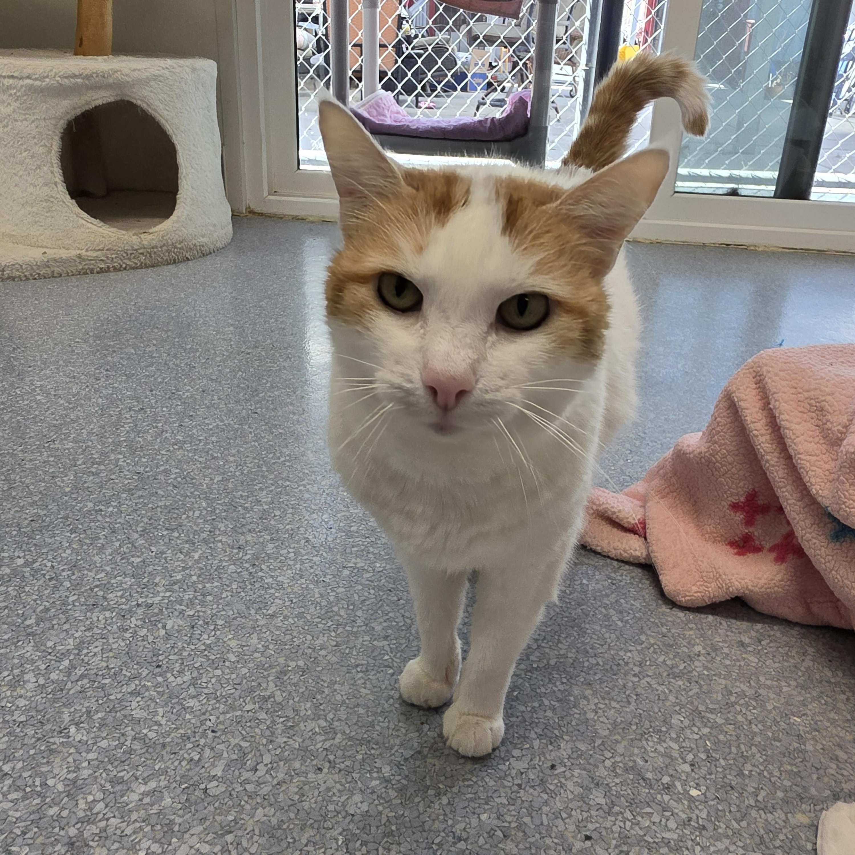 Snowball Paws, Adoptable, Adult Female Domestic Short Hair.