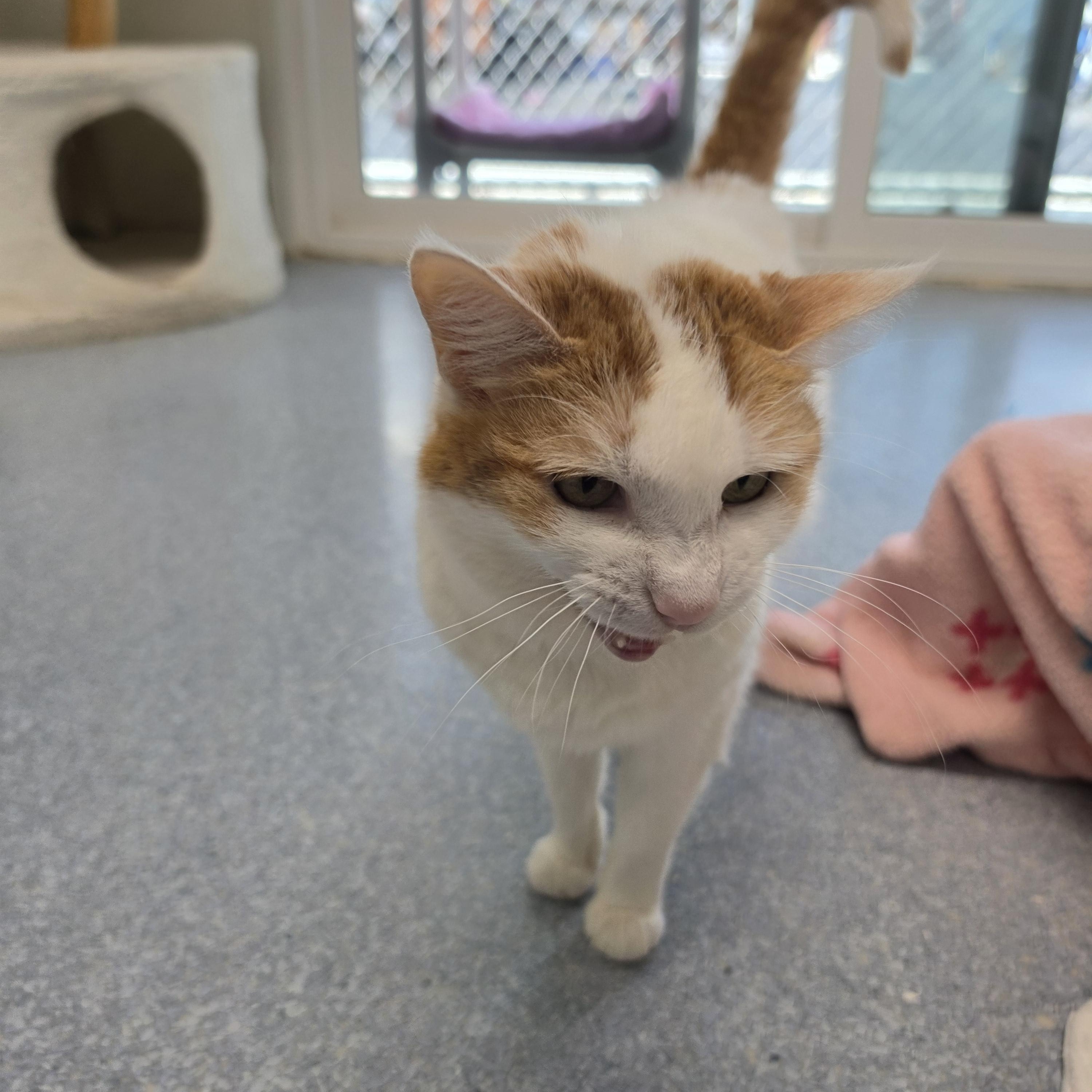 Enlarge Snowball Paws, a Adoptable Domestic Short Hair in El Cajon, CA image 2/2