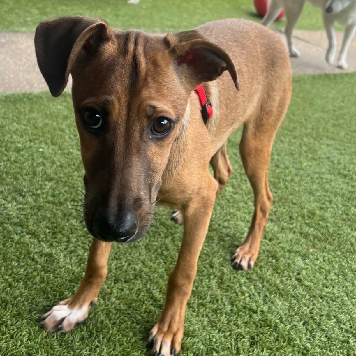 Misty, ADOPTABLE, Young Female Dachshund & German Shorthaired Pointer.