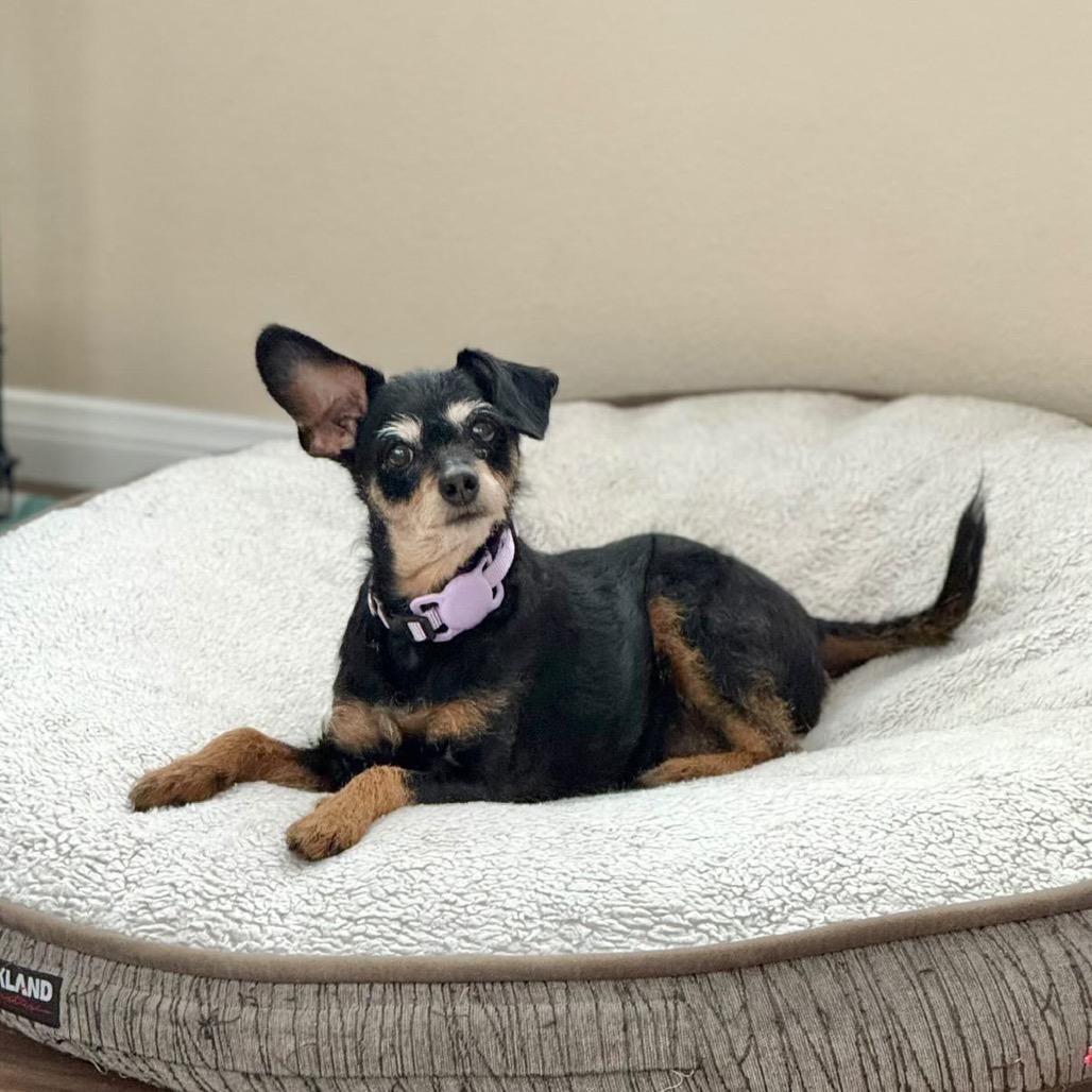 Enlarge Sandy, a Adoptable Jack Russell Terrier in San Diego, CA image 1/6