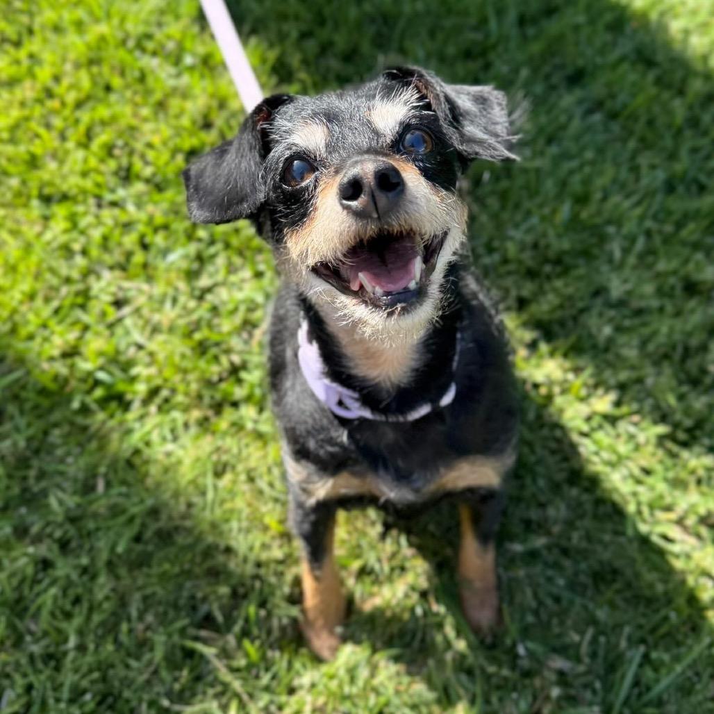 Enlarge Sandy, a Adoptable Jack Russell Terrier in San Diego, CA image 2/6