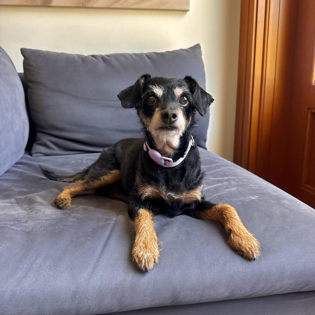 Enlarge Sandy, a Adoptable Jack Russell Terrier in San Diego, CA image 5/6