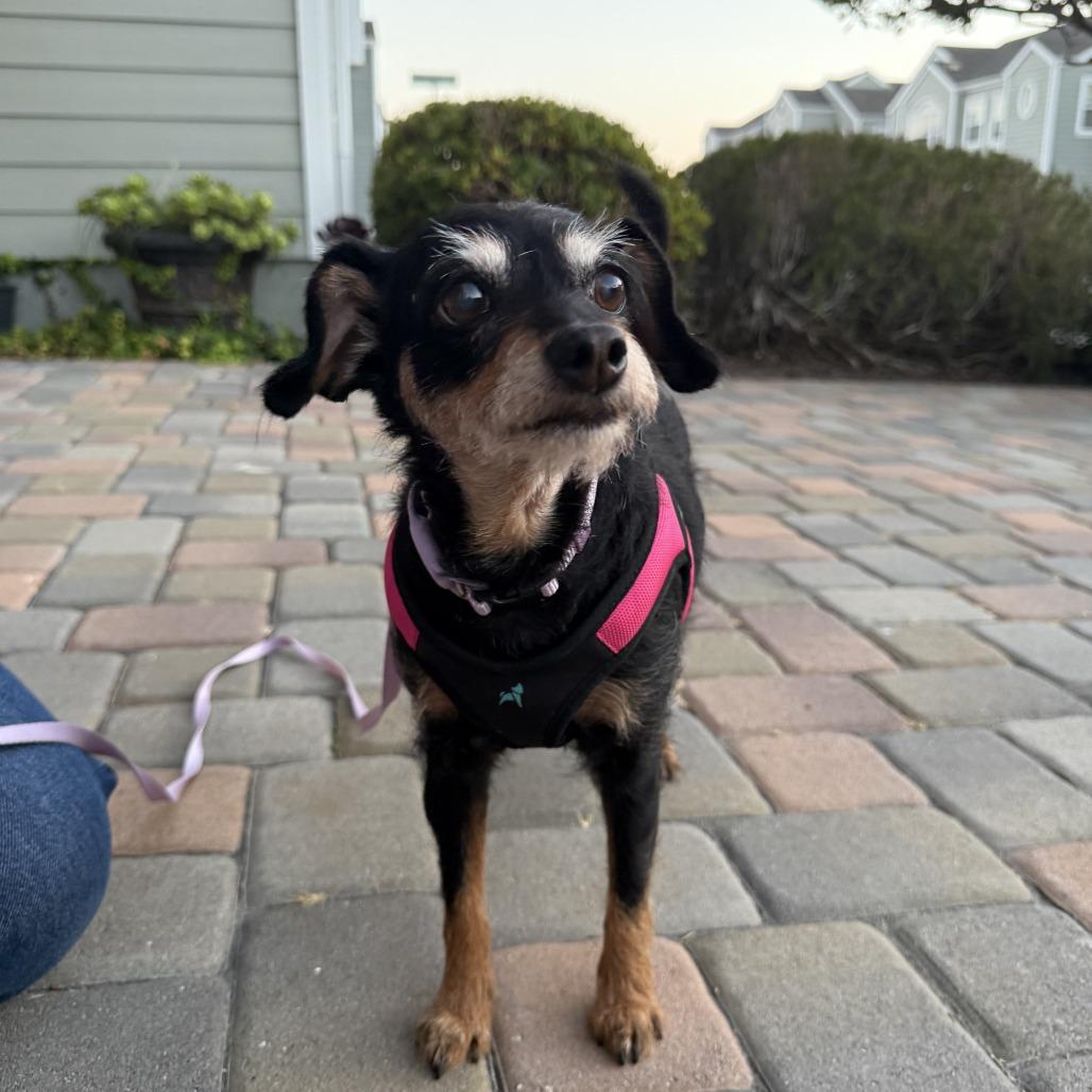 Enlarge Sandy, a Adoptable Jack Russell Terrier in San Diego, CA image 6/6