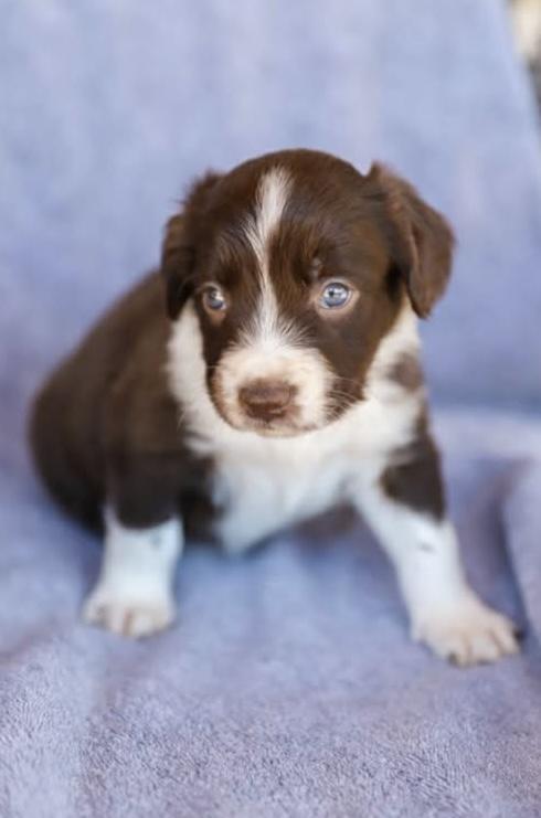 Enlarge Springer Litter- Males, a ADOPTABLE mixed breed in Avon, CT image 5/6