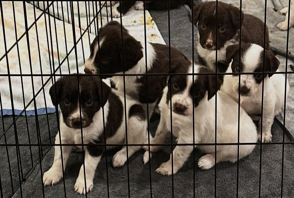 Enlarge Springer Litter- Males, a ADOPTABLE mixed breed in Avon, CT image 3/6