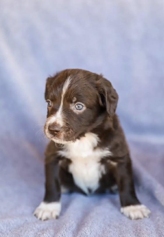 Enlarge Springer Litter- Males, a ADOPTABLE mixed breed in Avon, CT image 6/6