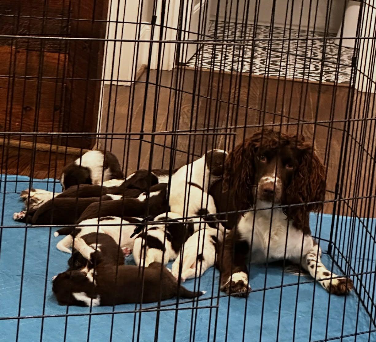 Enlarge Springer Litter- Males, a ADOPTABLE mixed breed in Avon, CT image 2/6