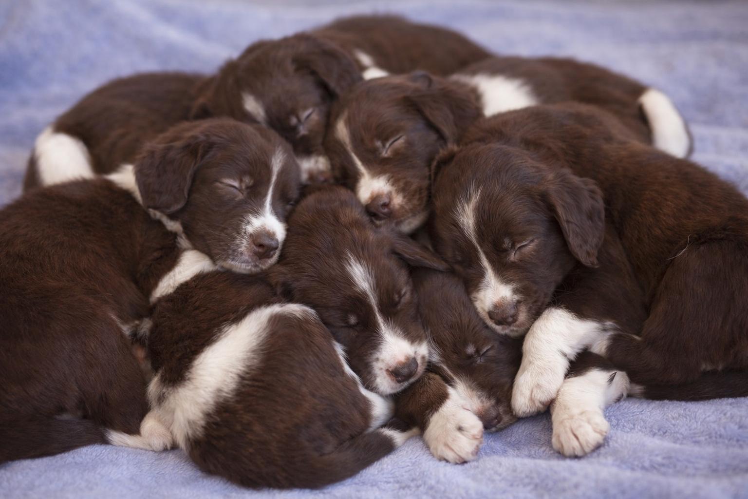 Enlarge Springer Litter- Males, a ADOPTABLE mixed breed in Avon, CT image 4/6