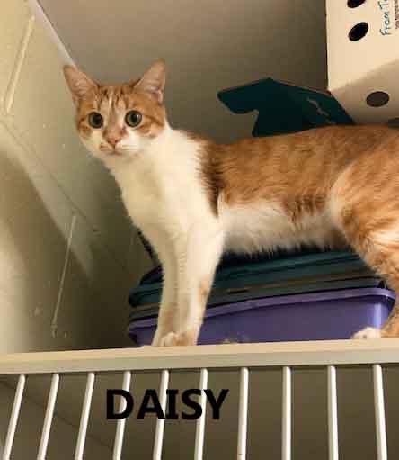 Daisy, adopted, Young Female Domestic Short Hair.