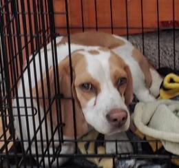 Asher II, Adopted, Adult Male Beagle.