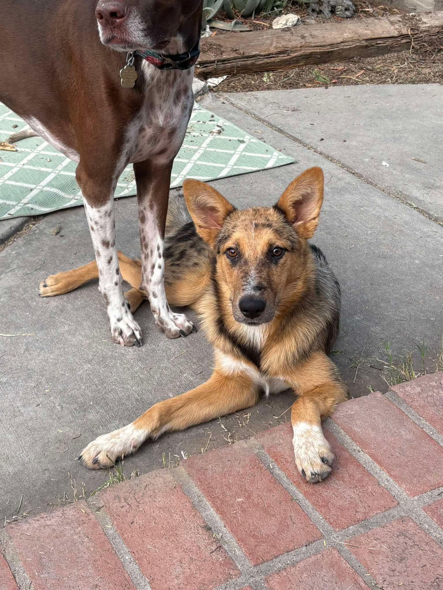 Enlarge Churro, a Adopted mixed breed in Sierra Vista, AZ image 3/3