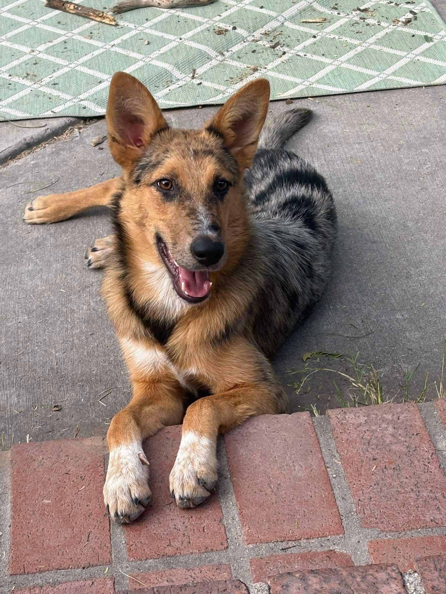Churro, Adopted, Puppy Female Australian Shepherd.