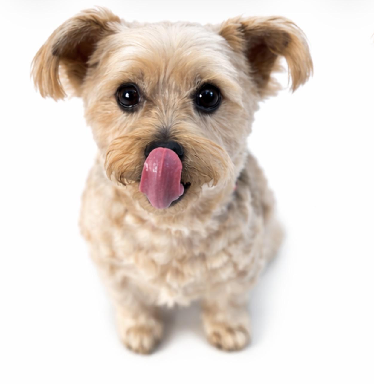 Willie, Adoptable, Adult Male Yorkshire Terrier.