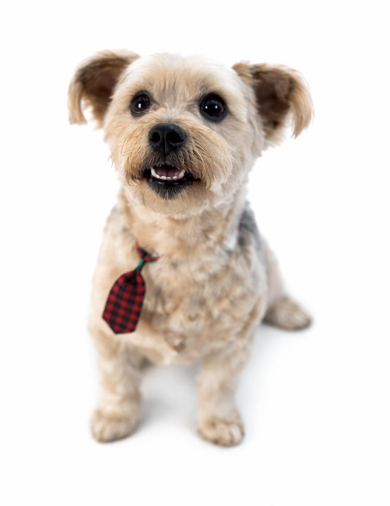 Willie, a Adoptable mixed breed in SYLVANIA, GA image 2/5