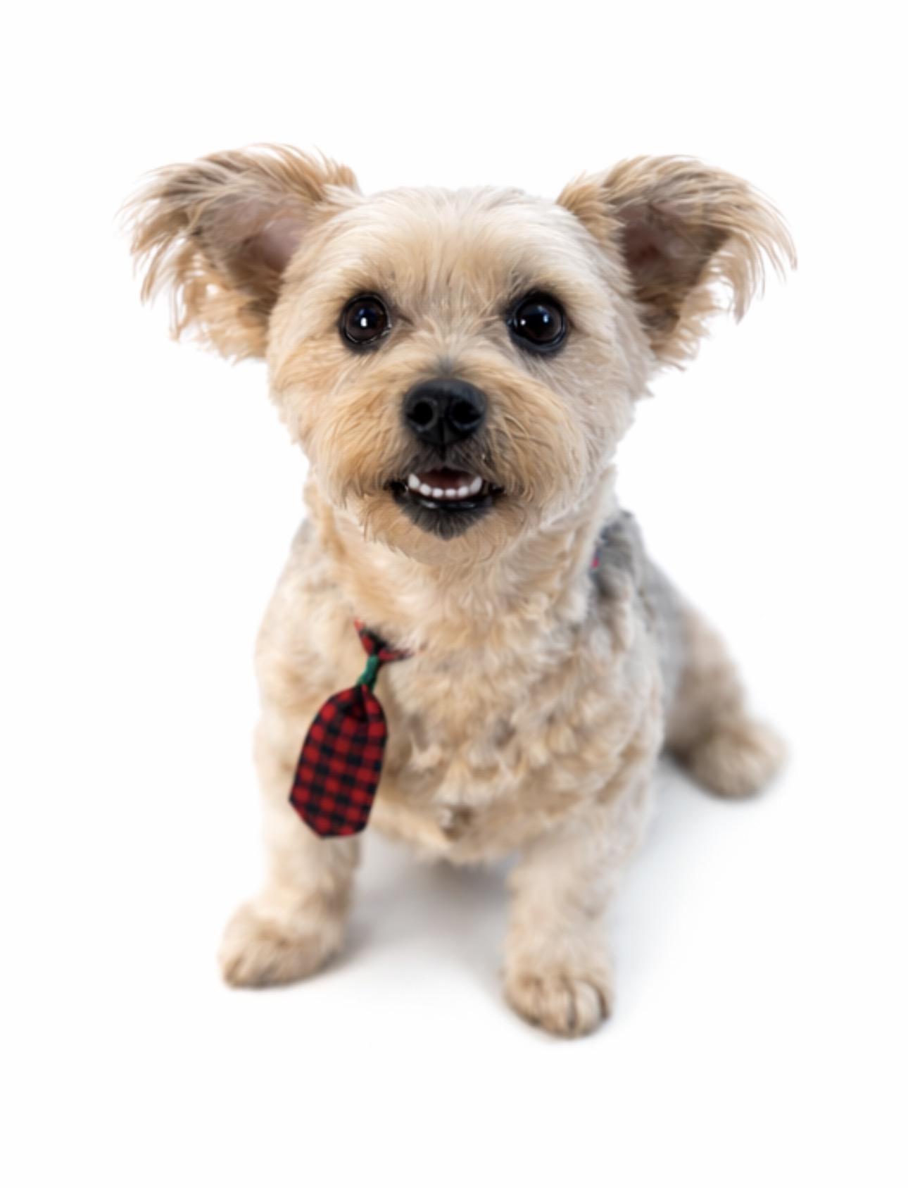 Willie, a Adoptable mixed breed in SYLVANIA, GA image 3/5