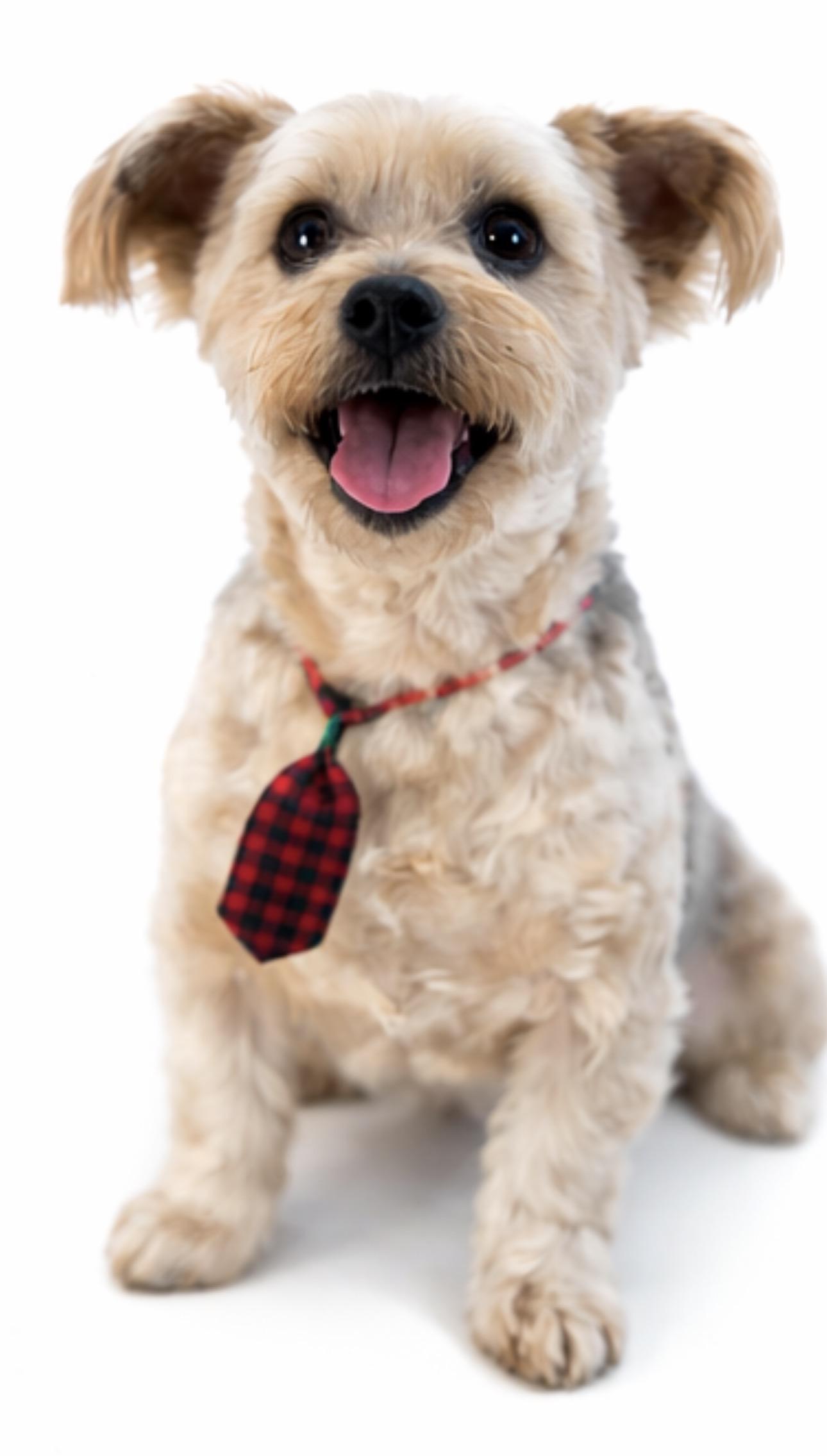 Willie, a Adoptable mixed breed in SYLVANIA, GA image 4/5