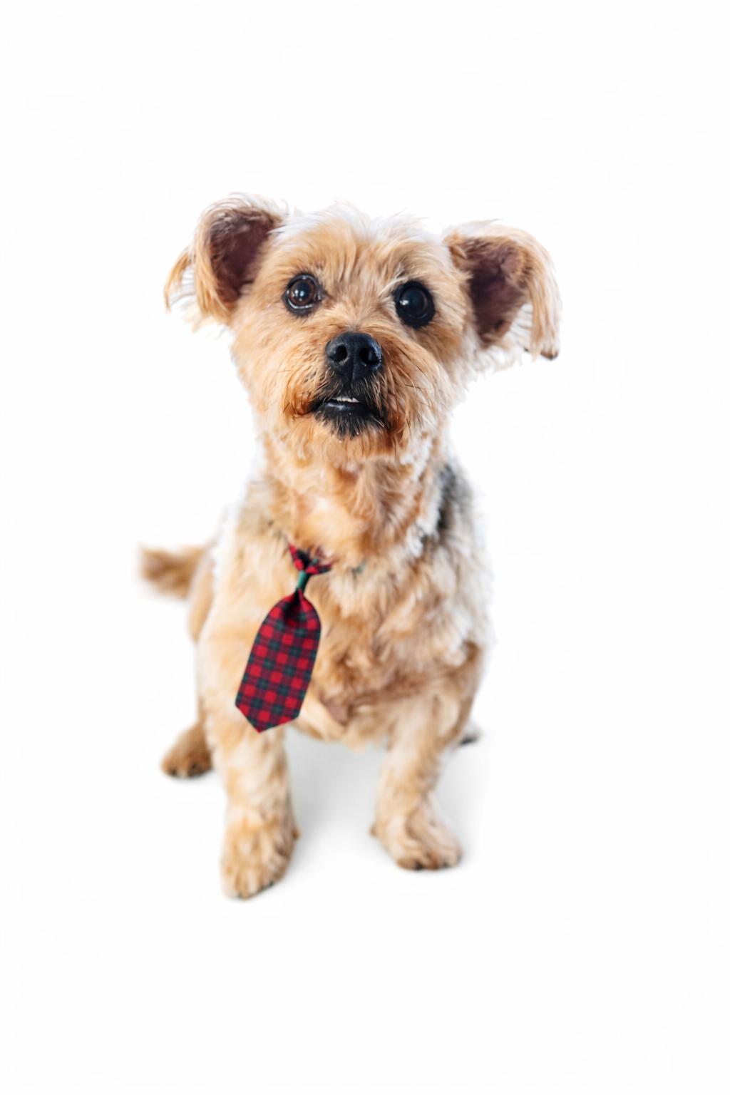 Willie, a Adoptable mixed breed in SYLVANIA, GA image 5/5