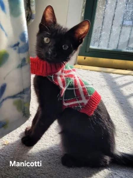 Manicotti, a Adopted Domestic Short Hair in Penndel, PA image 1/3