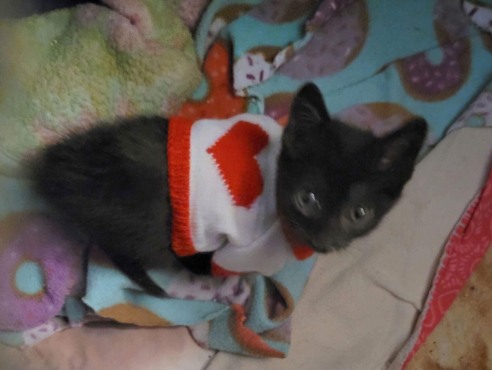 Manicotti, a Adopted Domestic Short Hair in Penndel, PA image 2/3