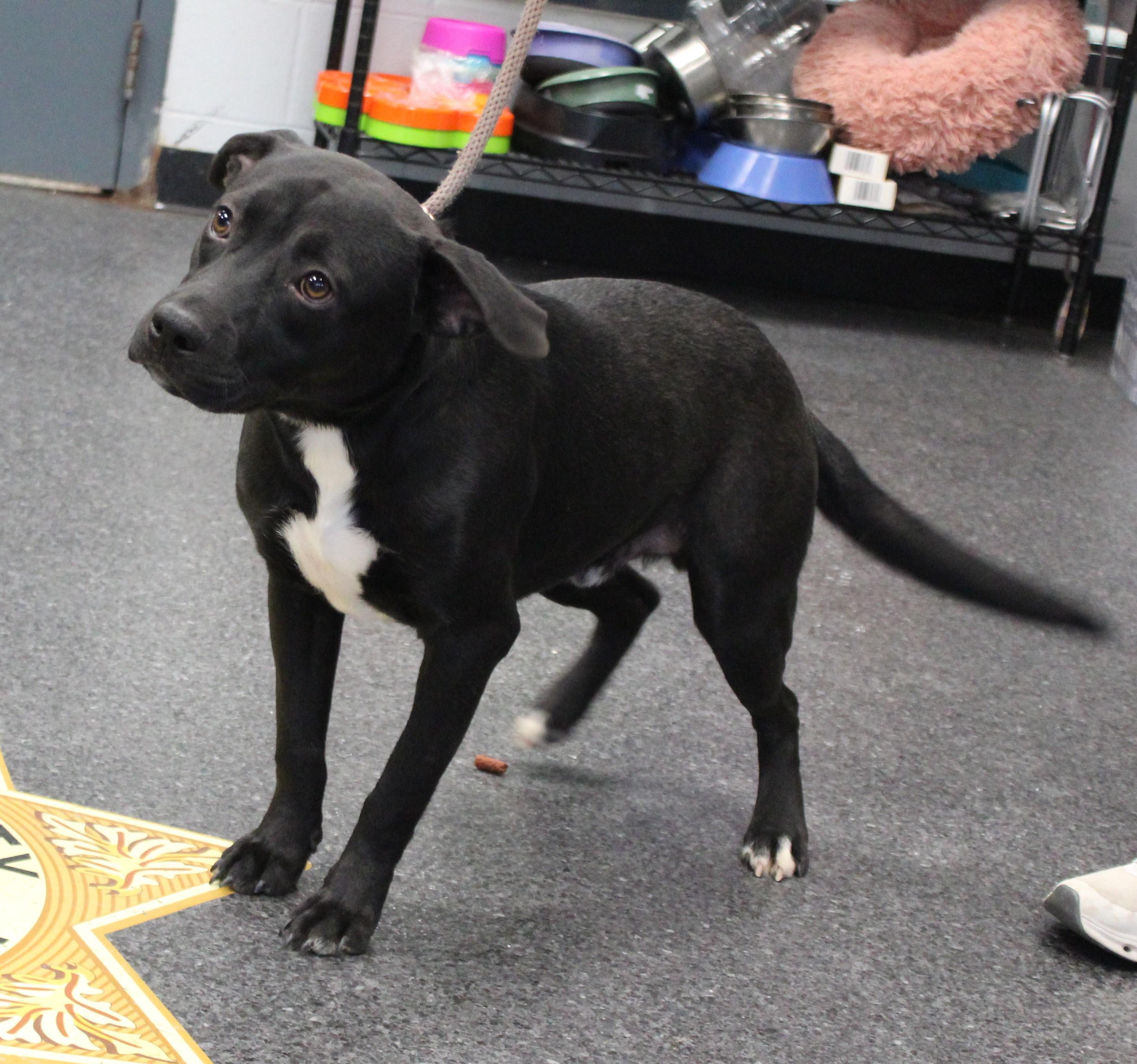 Zu (9816), adopted, Young Male Pit Bull Terrier.