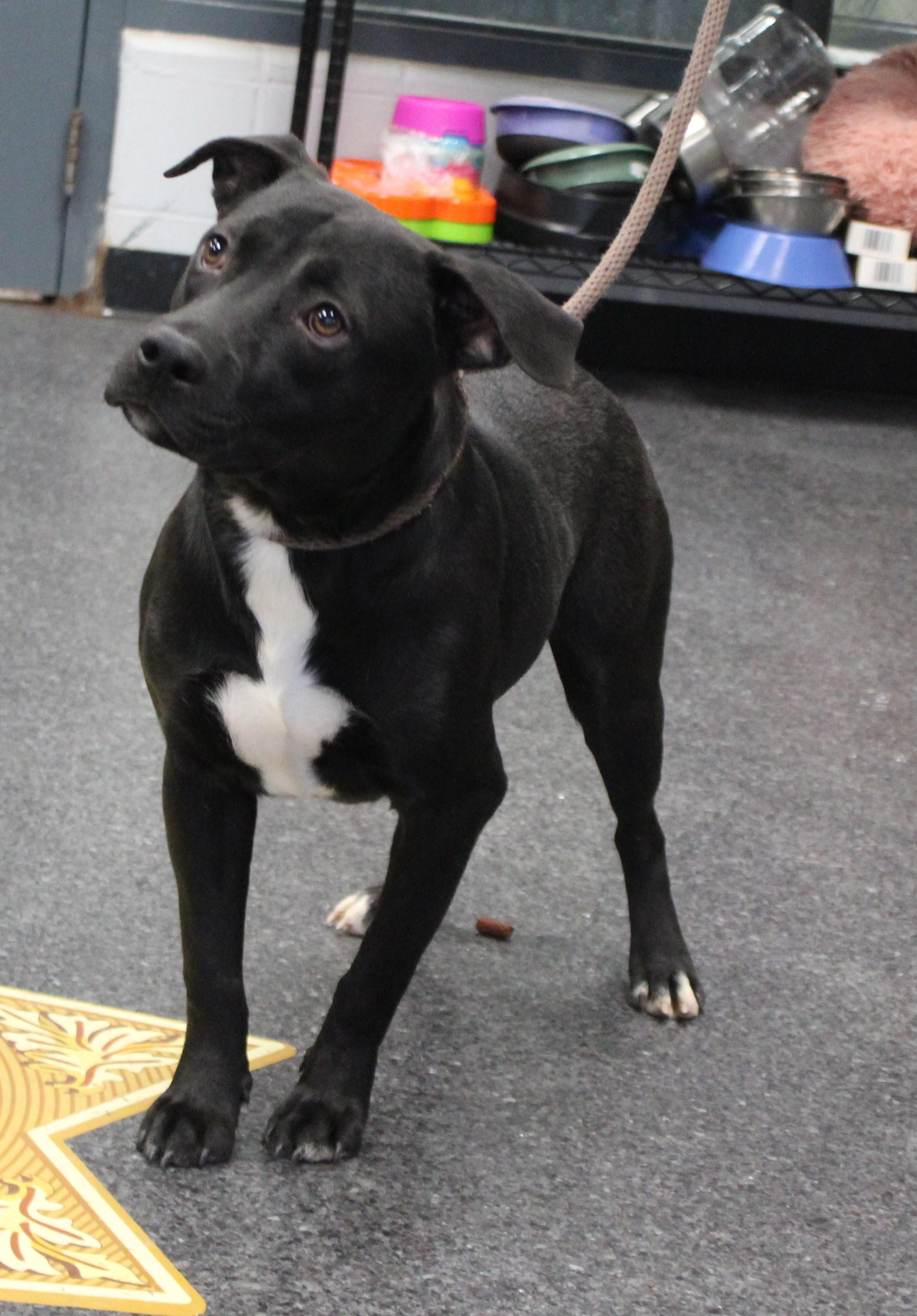 Enlarge Zu (9816), an adopted mixed breed in Heath, OH image 2/2