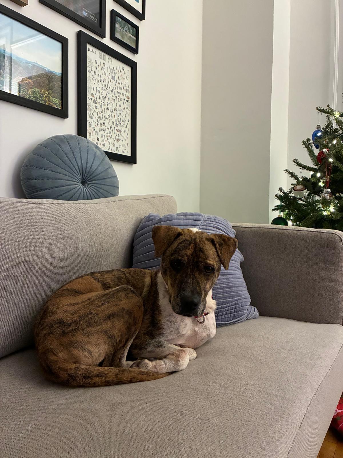 Enlarge Butternut, a Adoptable mixed breed in Morristown, NJ image 2/5