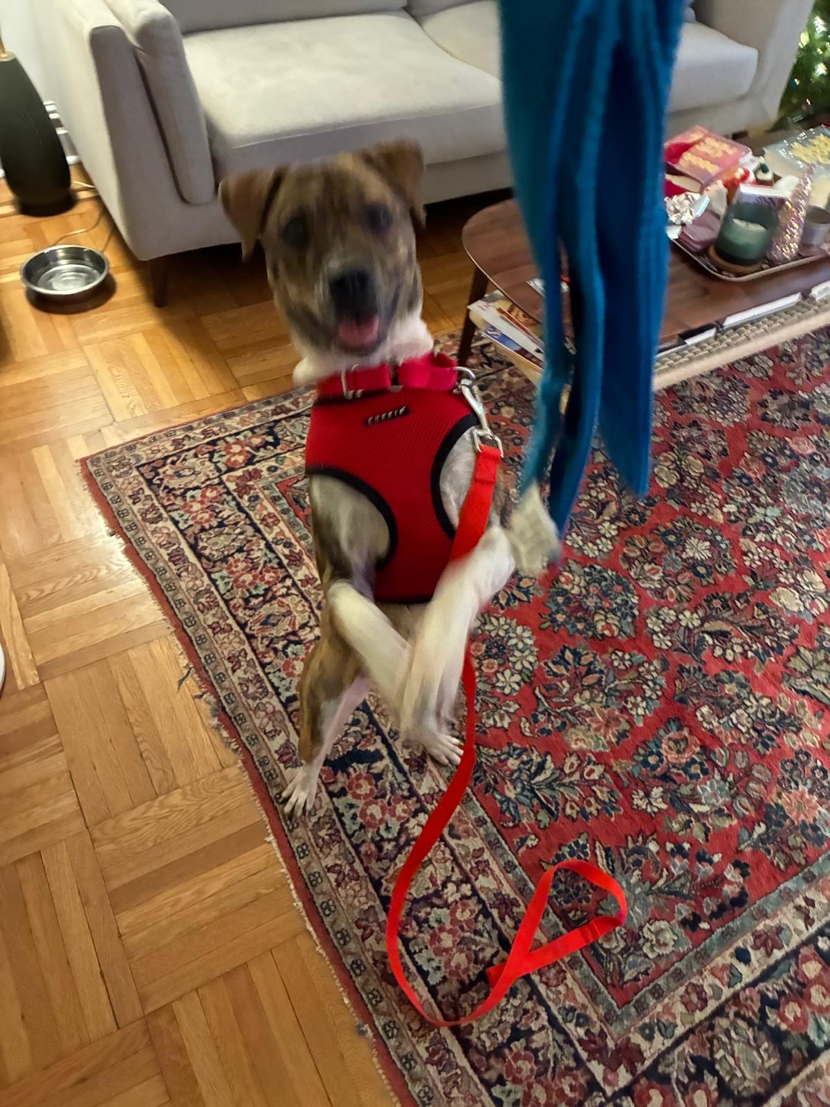 Enlarge Butternut, a Adoptable mixed breed in Morristown, NJ image 3/5