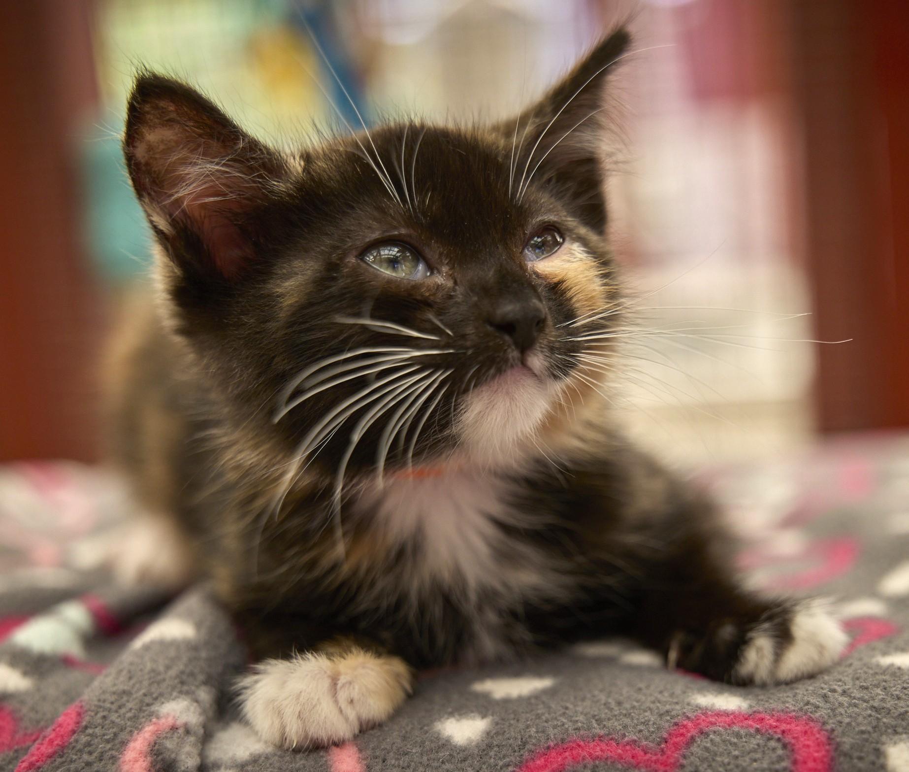 Tortellini, adopted, Kitten Female Tortoiseshell.